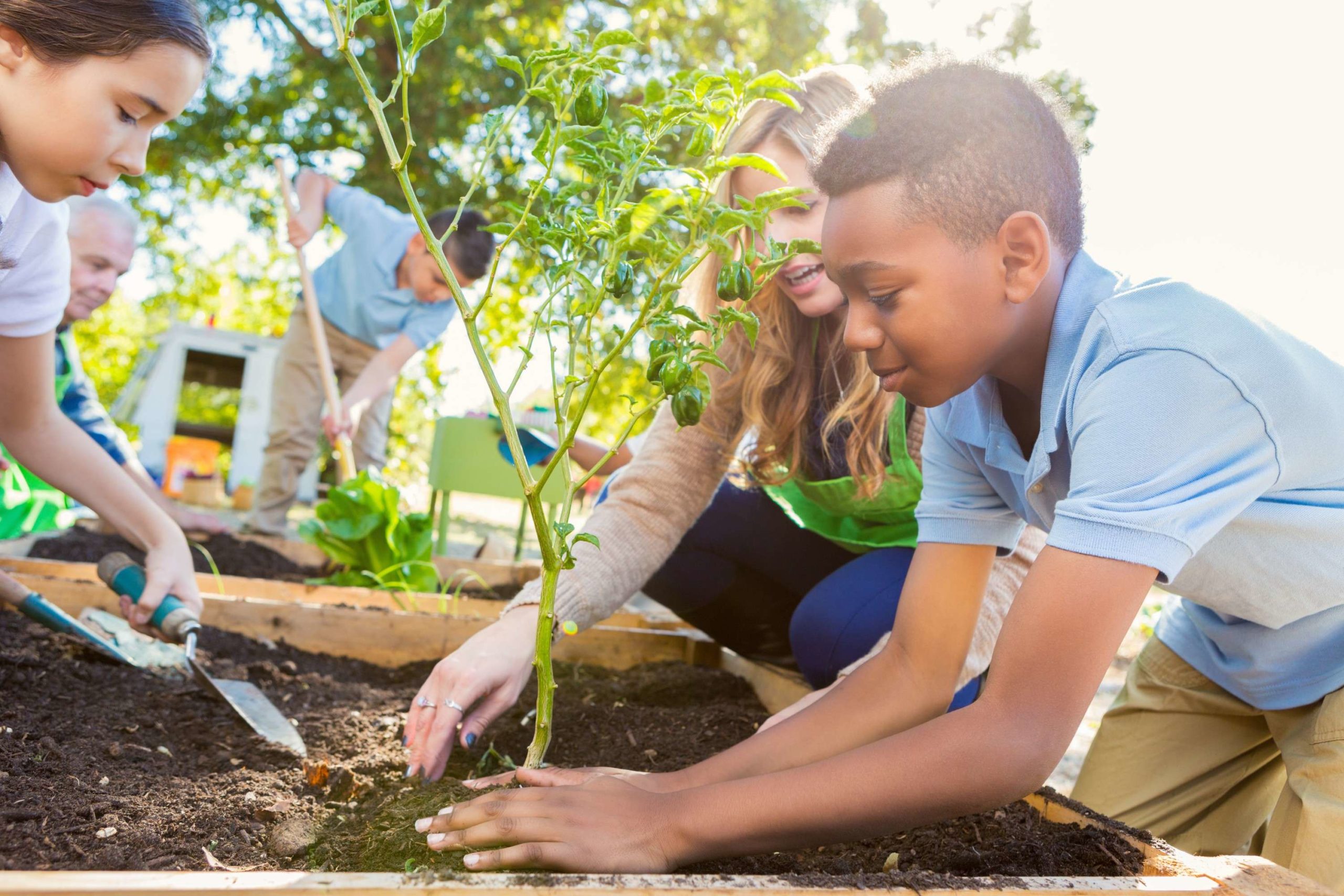 7 Atividades De Sustentabilidade Na Escola